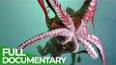 The Intriguing World of Cephalopods ile ilgili video