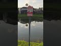 alligators roaming the neighbourhood #florida