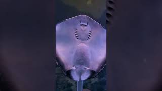 Stingray In Aquarium (Manta Rays)