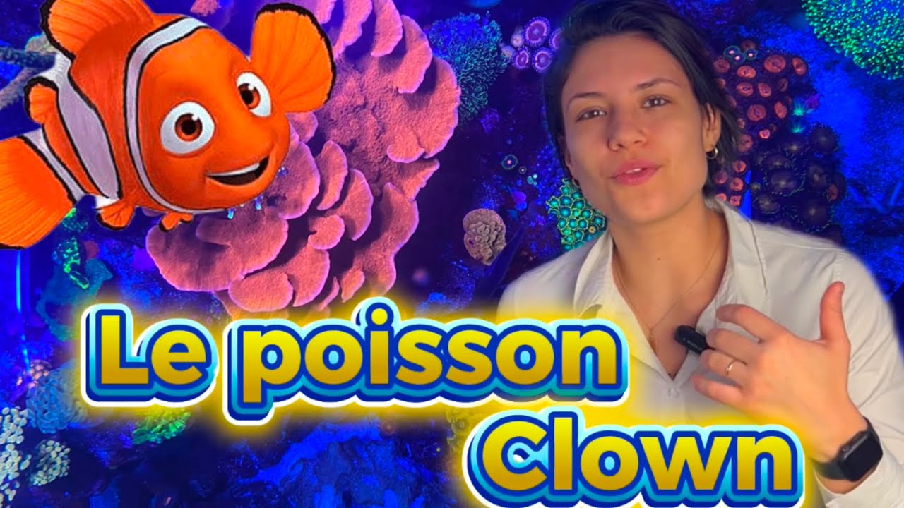 Le Poisson Clown - De L'Amphiprion Au Zebrasoma - Episode 1