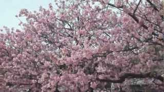 DSCF2274.AVI
