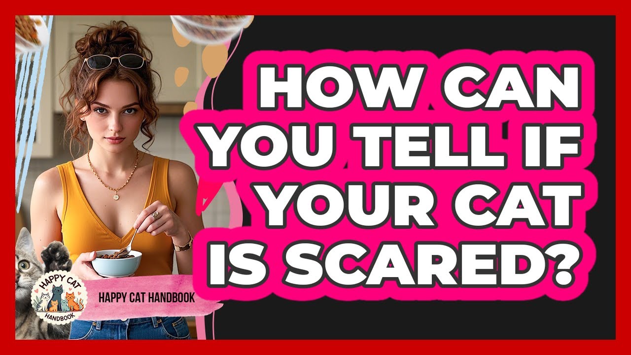How Can You Tell If Your Cat Is Scared?