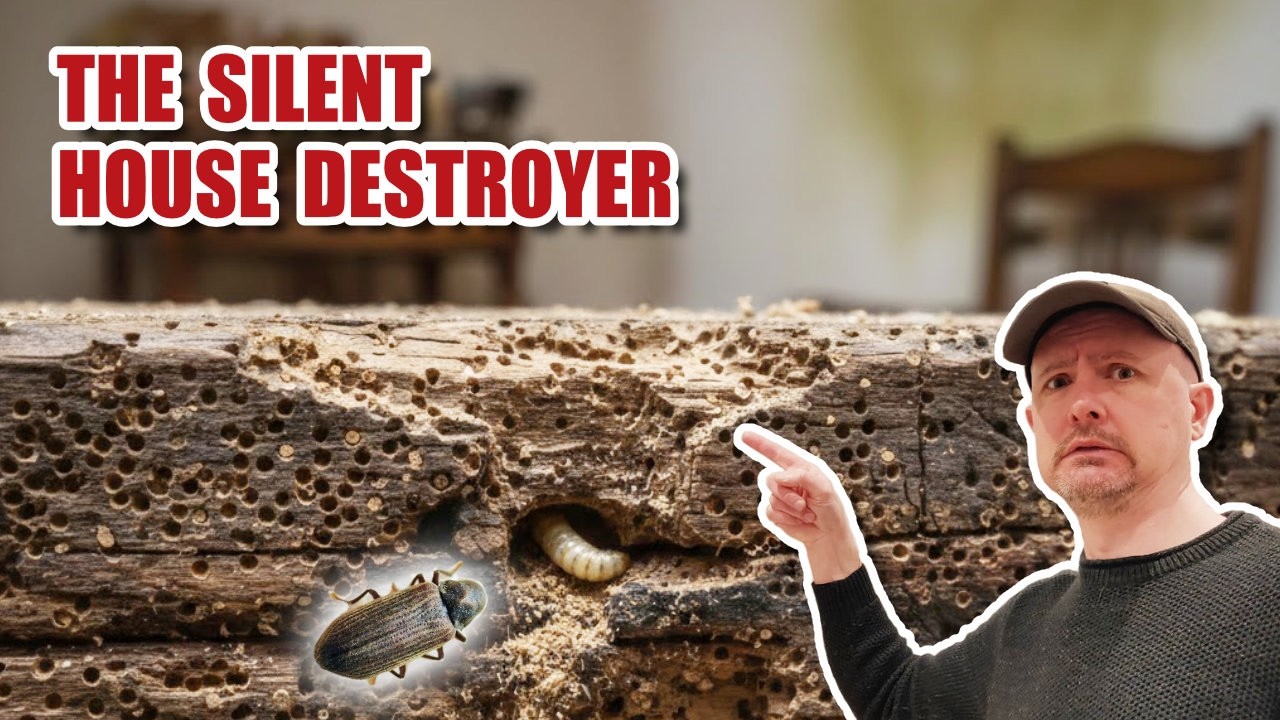 How to kill WOODWORM without using chemicals