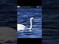 Łabędź 🦢CUDA NATURY