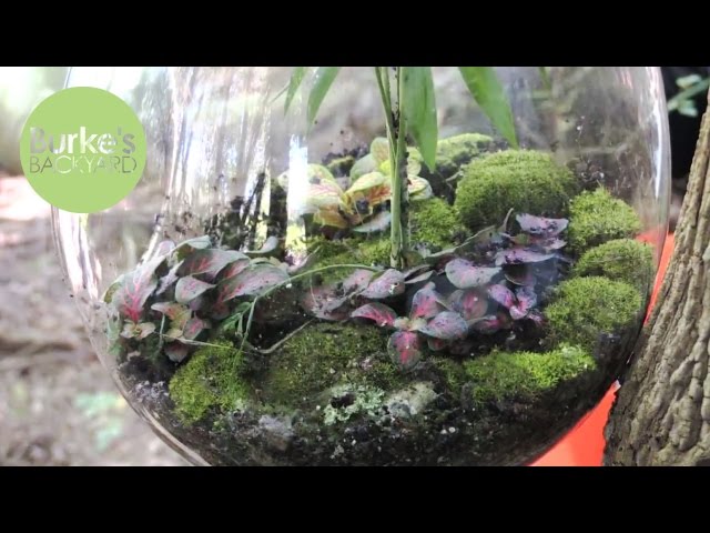 Making New Terrarium & cheap plants - YouTube
