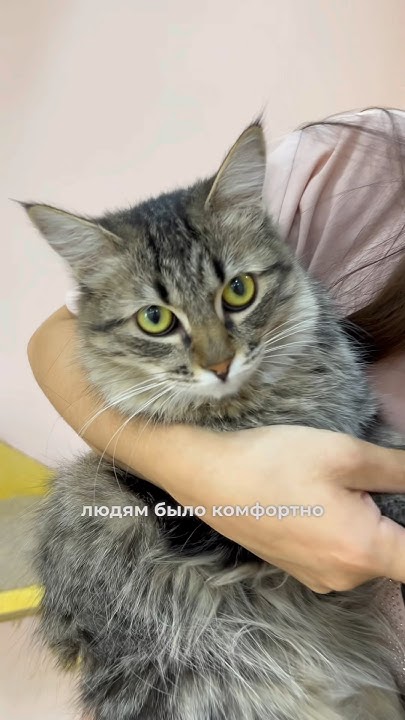Котокафе в Ташкенте лечит людей от стрессов #коты #кафе #ташкент # ...