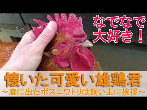 懐いた可愛い雄鶏君 小屋から庭に出たボスニワトリは飼い主に挨拶をする Youtube