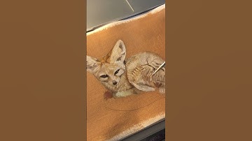 Fennec Fox Painting! 🦊