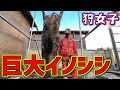 【狩猟】100kg越え…!?ハンター人生最大の巨大イノシシを捕獲！ Season2023【狩女子】