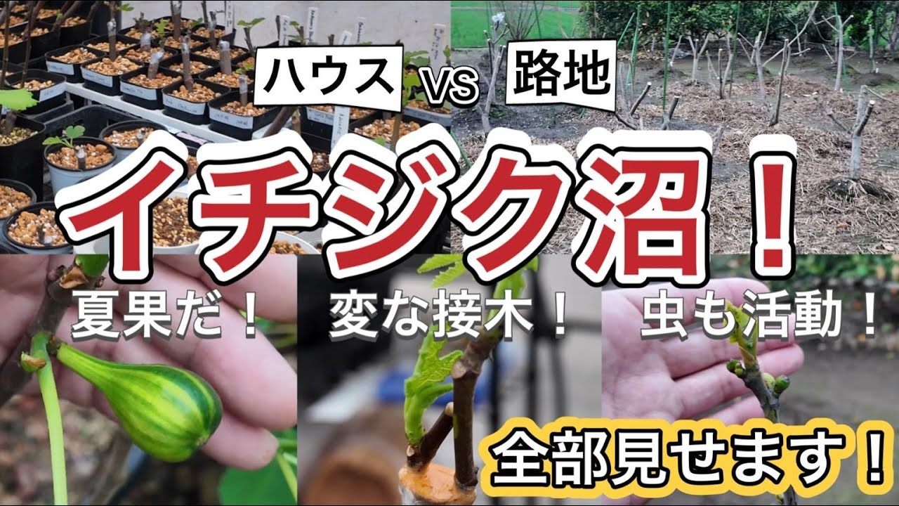 【イチジク沼】4月の記録！芽かき・実・虫…全部見せます！