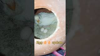 shorts eggs ?? update video short birds budgies viralvideos subscribe