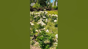 Rose Garden at Jeonbuk National University || #southkorea #jbnu #studyinsouthkorea