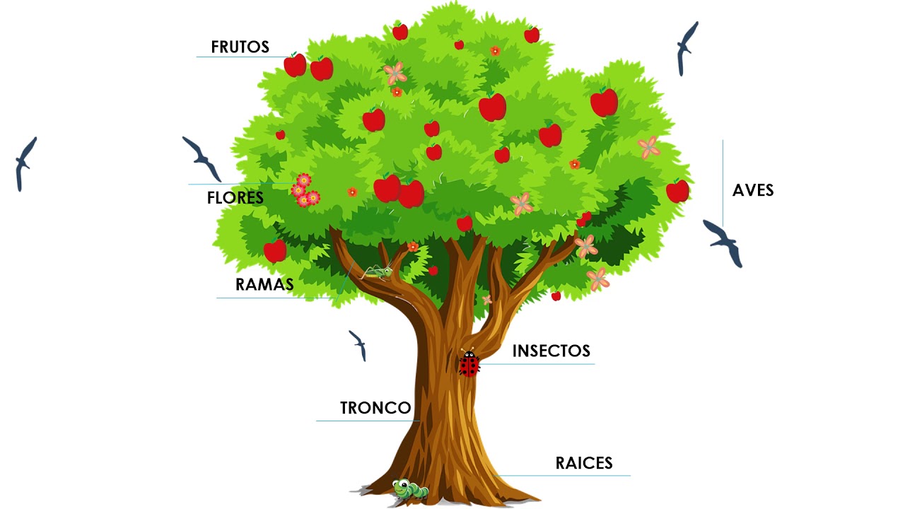 Árbol de la Vida - YouTube