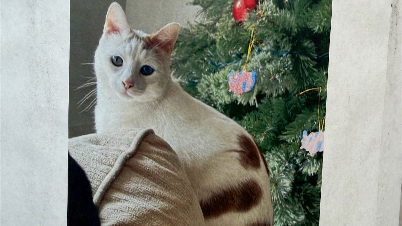 A song in search of a missing kitty 🐱 named Coco