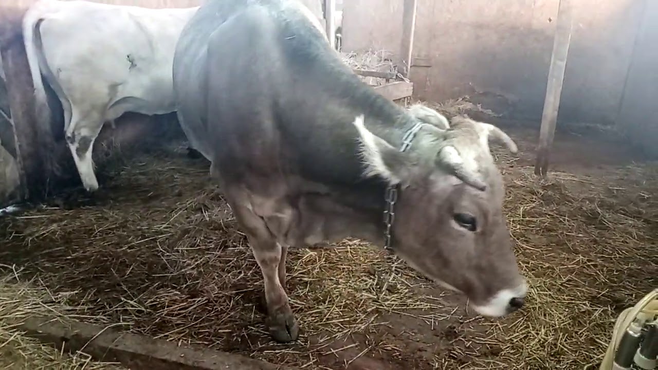 Корова перед отелом.