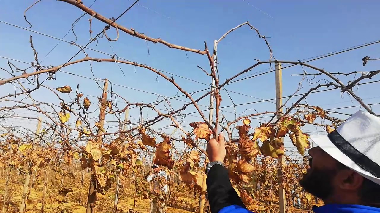 طريقة ال 45 فى تربية عنب الفليم والحصول على شجرة كاملة من اول عام وانتاح شبه كامل pruning     Grape