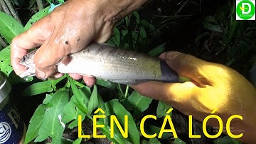 185  Cắm Câu Kinh Lục Bình Lên Cá Lóc Thật Đã | Đất Phương Nam