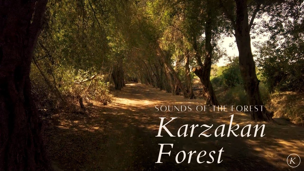 Sounds of the forest - Karzakan Forest, Bahrain غابة كرزكان في البحرين ...