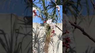 Bağimizsaray Abşeron