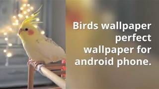 Beautiful Birds Wallpapers Android Apps"Beauty Birds HD Wallpapers" screenshot 2