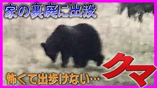 Live broadcast] Brown bear spotted behind house: 