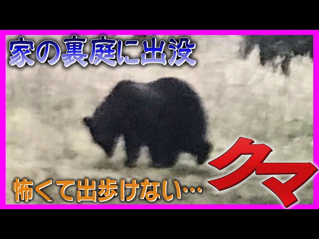 Live broadcast] Brown bear spotted behind house: 