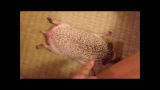 ハリネズミびろーん   Funny Pose Hedgehog