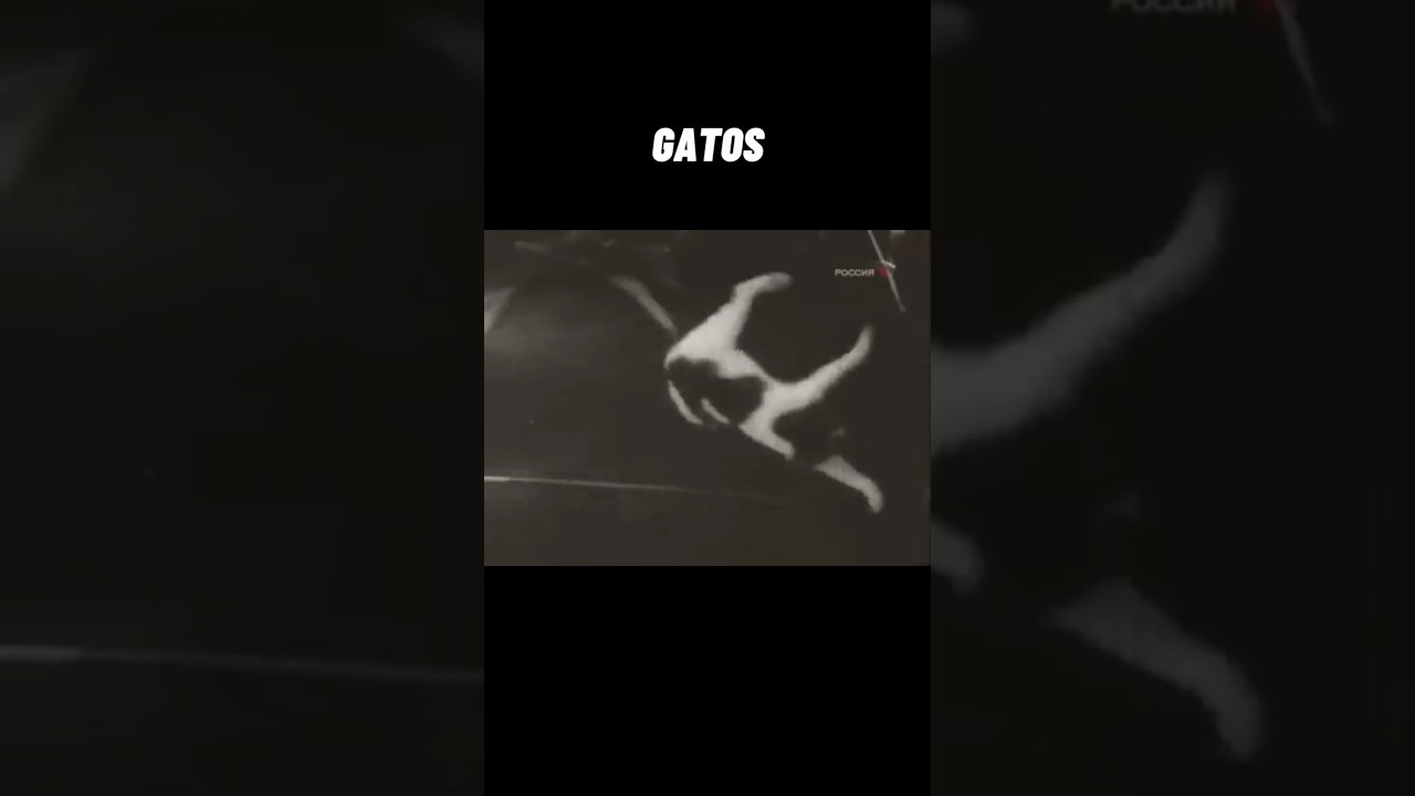 Animales reaccionando a la gravedad cero 