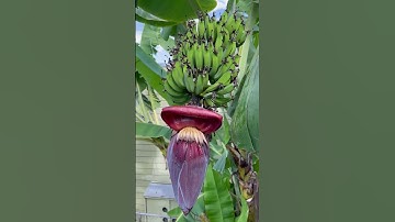 Garden Banana Tree Time Lapse 🍌 #garden #gardening #banana #tree