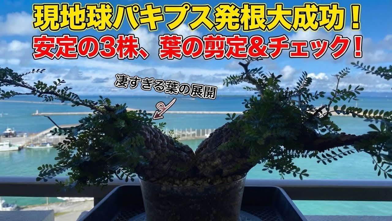 Rooted 3 Operculicarya pachypus—now it's time for daily