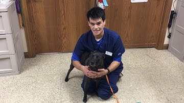 Avma vtht 1301 video project final