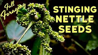 Stop Walking Past this Wild Superfood - Foraging Stinging Nettle Seeds (Urtica dioica / gracilis)
