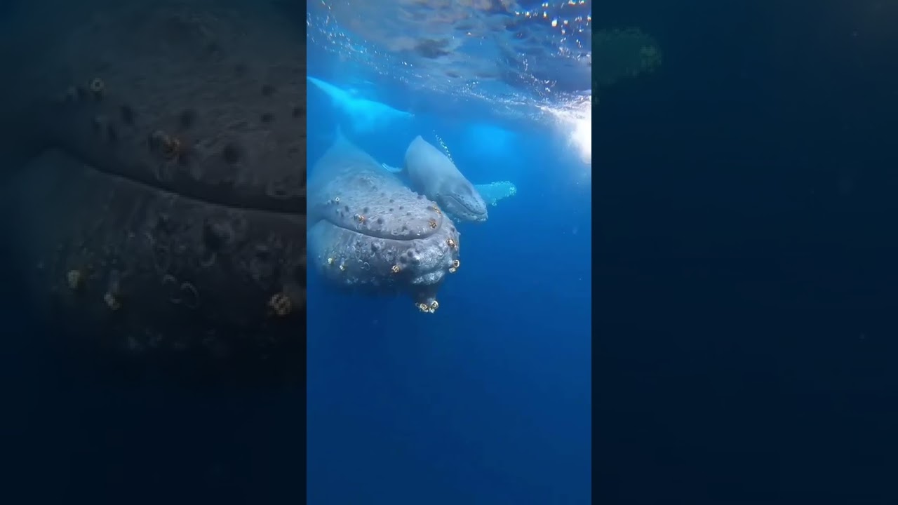 Watch Som De Baleia / Gostou do Vídeo? Já Deixa o Link e Se Inscreve No Canal on YouTube Watch Som De Baleia / Gostou do Vídeo? Já Deixa o Link e Se Inscreve No Canal on YouTube