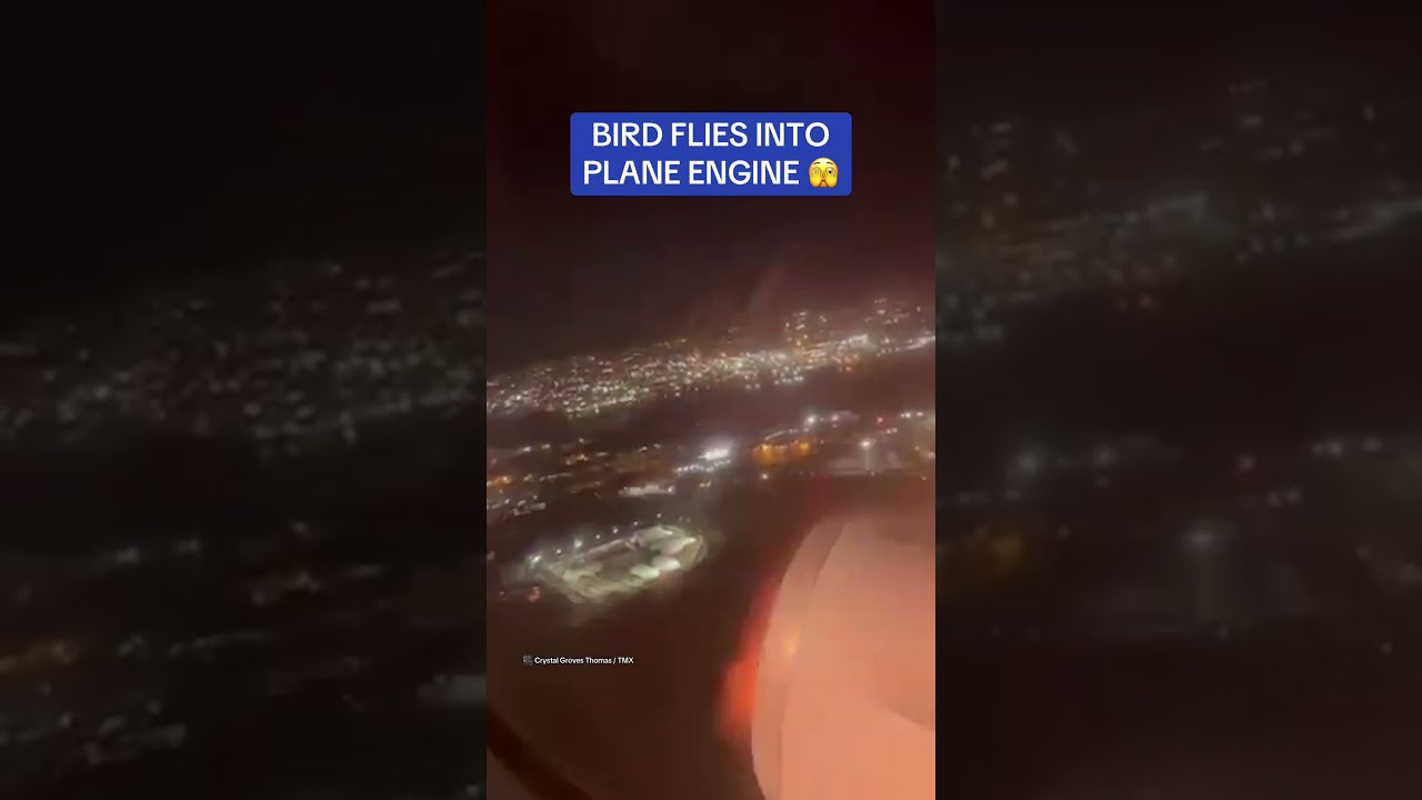 Terrifying Moment Bird Flies Into Plane Engine