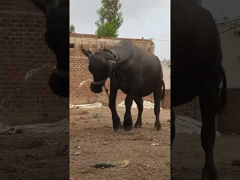 dancing Buffalo #short