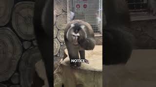 Playful Monkey Shows Off Its Unique Fur