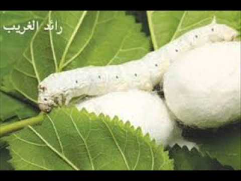 كلمات شفيق البيطار مدينة المعلومات أوبيتنا العربي دودة القز