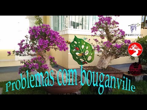 Vídeo: Processamento De Groselhas Na Primavera: Como Tratá-las Para Doenças No Início Da Primavera? Como Borrifar Com água Fervente E Sulfato De Cobre? Como Tratar O Oídio E Pragas?