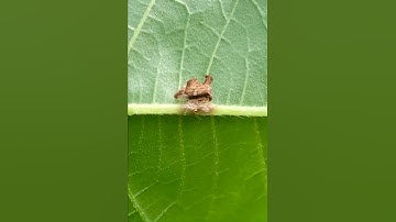 Keeled treehopper protecting all her eggs!