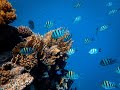 Música relajante con PECES y FONDO MARINO |🐠🐟🐡 PECES DE COLORES 🐠🐟🐡| Aquarium for Relaxation