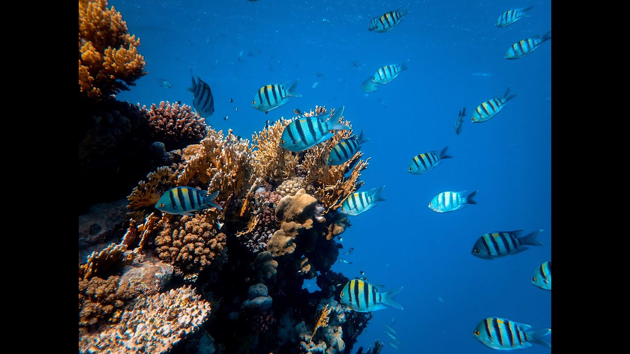 Música relajante con PECES y FONDO MARINO |🐠🐟🐡 PECES DE COLORES 🐠🐟🐡| Aquarium for Relaxation