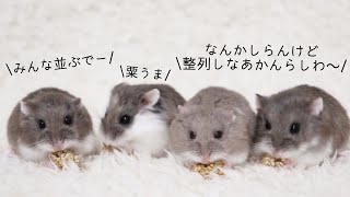 ♂♀対抗！？ちゃんと整列できるかな【ハムスター】