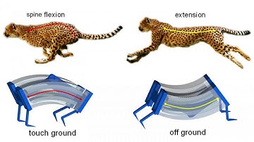 Inspired by cheetahs, researchers build fastest soft robots yet  |  Galloping LEAP robots