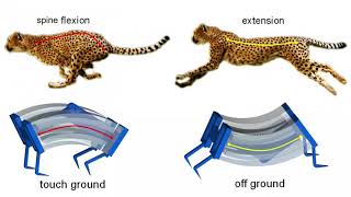 Inspired by cheetahs, researchers build fastest soft robots yet  |  Galloping LEAP robots screenshot 5