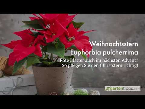 Video: Weihnachtsstern: Wie zu Hause pflegen?