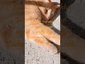 Süpürge kuyruklu şişman sarman uyuyor 🐈 Mop tailed orange fat cat is sleeping#lovelycat #cutekitty