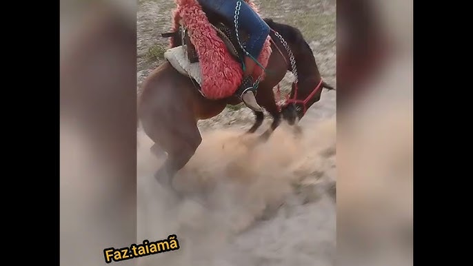 Cavalo pulando sentao pantaneiro 