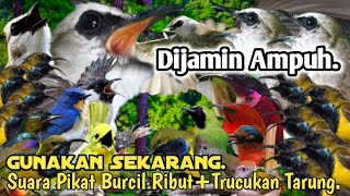 PALING AMPUH.‼️ SUARA PIKAT BURCIL RIBUT TRUCUKAN TARUNG..