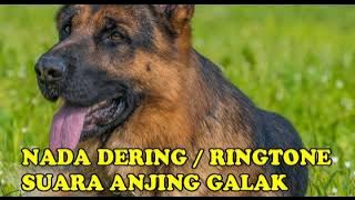 RINGTONE SUARA ANJING MENGGONGGONG SEREM BANGET