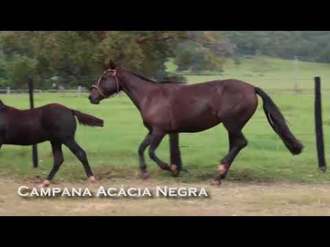 LOTE 25 - CAMPANA ACÁCIA NEGRA